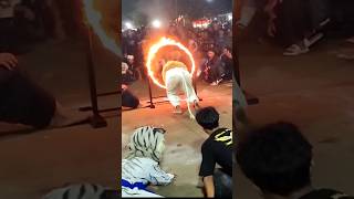 Atraksi macan melompati lingkaran api #bantengan #macan #atraksi #viral #shrots