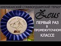 Стаффордширский терьер Зевс. Выступили в промежуточном классе.