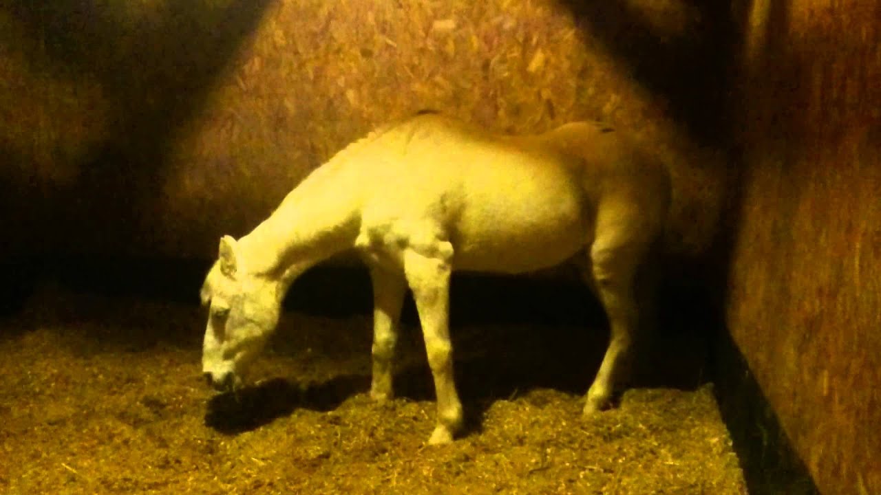 36 year old horse during narcolepsy attack. YouTube