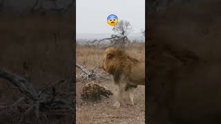 lion vs hyena lion hyena wildlife spottedhyena animals safari wildlions wildanimals