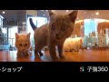 Смешные котята в зоомагазине 360° 4K видео для VR очков