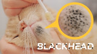 how to remove cat acne or blackheads from cats chin