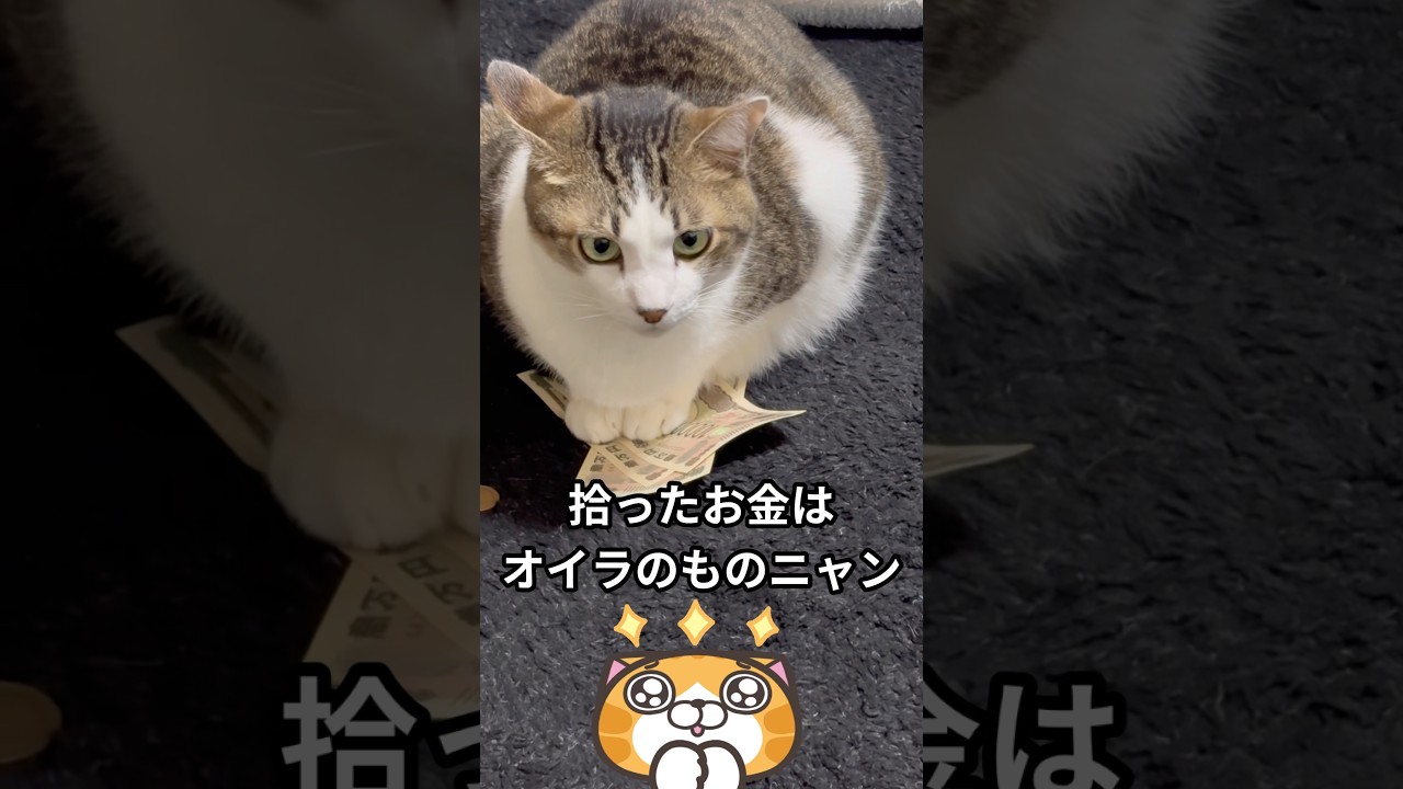 Cat that found money #life with a cat #cat #cat video #cat #cat