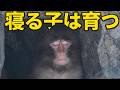 番外編 寝る時間が成長時間！【番外編】【市川市動植物園】ニホンザル