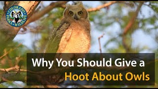 Why You Should Give a Hoot About Owls