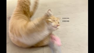 Stray Cat Going Crazy Playing With Toys