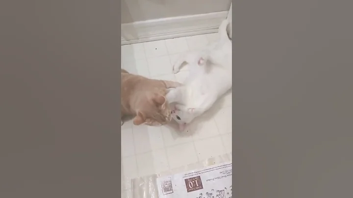 Video 1252671: cream tabby cat, tabby cat white, cat attacks