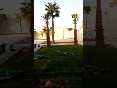 تكريب النخل العربي والواشنطني0553898934