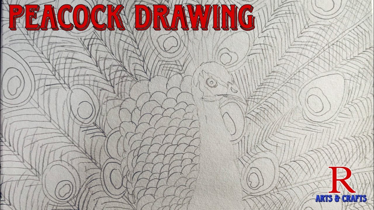 Peacock🦚 Drawing | Free Hand | R Arts Crafts #drawing #birds - YouTube