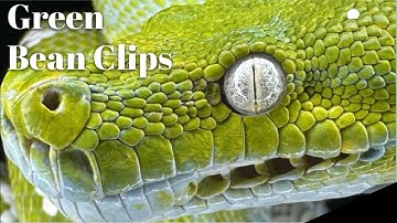 Green Bean the Green Tree Pythons