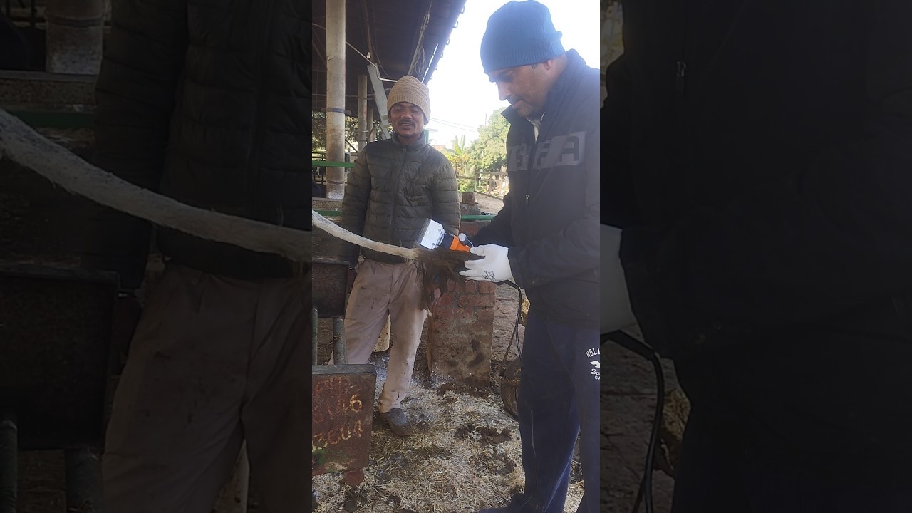 Tail trimming paramsukh 