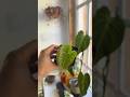 Anthurium Clarinervium update! #houseplants #plantcare #garden #plants #propagation #indoorplants