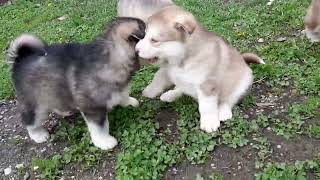 Alaskan malamute puppies 5 weeks old