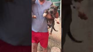 American Staffordshire 3 Meses - Narcizos Bull Kennel