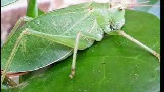 Download lagu masteran suara belalang kecek