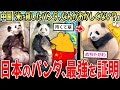 【圧勝】中国「ねえ!アメリカのパンダがおかしい!😭」→日本のパンダ、なにもせず圧勝してしまう…【2ch面白いスレ】