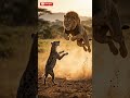 “King vs Pack… This Fight Isn’t Fair 😳🦁”#shorts #ai