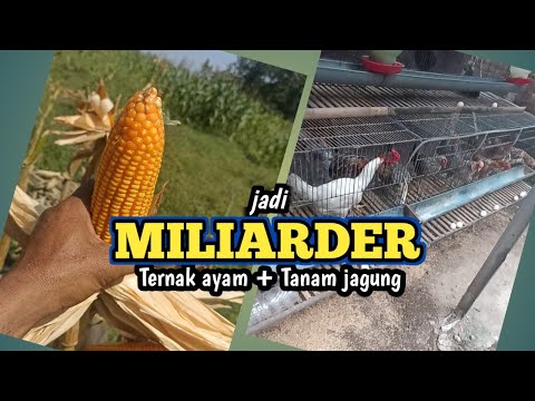 Jagung Yang Bagus Untuk Pakan Ayam