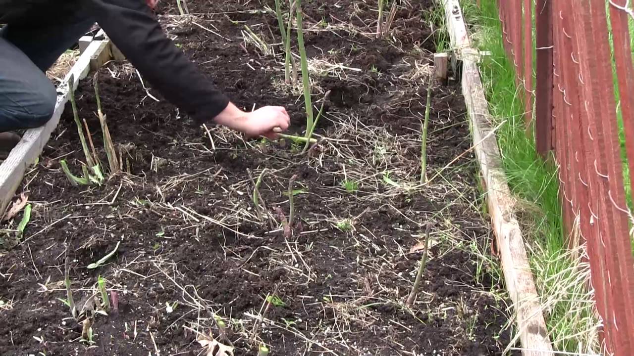 Amazing Asparagus Harvest From 3 Year Old Plants YouTube