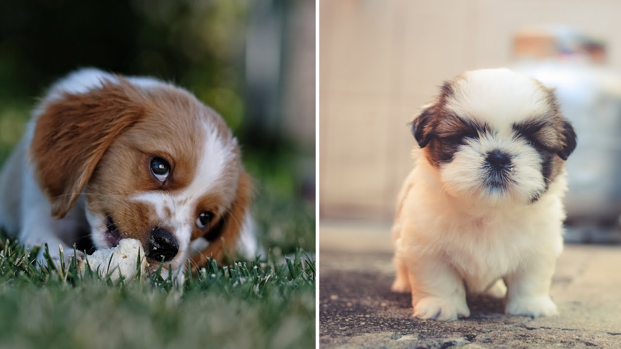 Funniest 🐾 Cutest Puppy Dogs #13: Funny 🐾 Cute Puppies Compilation