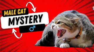 Unlock the Mysteries of Male Cats: Must-know tips for Cat Lovers | Male Cats Fact | Cat Videos by Animalistic 4K 28 views 1 year ago 8 minutes, 33 seconds