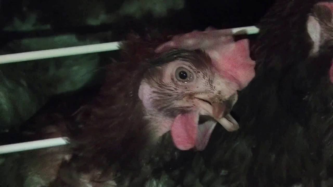 採卵鶏のクチバシの切断 デビーク 日本の切断率 7 畜産動物たちに希望を Hope For Animals 鶏 豚 牛などのアニマルウェルフェア ヴィーガンの情報サイト