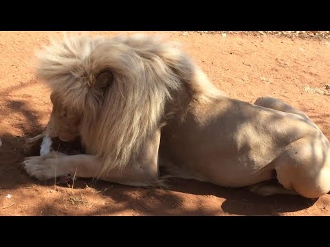 Video: Cosa mangia la leonessa?