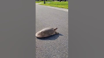 How to Pick Up a Softshell Turtle