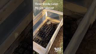 Three Weeks Later My Greenhouse - Romaine lettuce, onion, & wild sesame