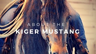 About The Kiger Mustang Discoverthehorse