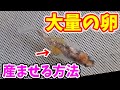 メダカに大量の卵を産ませる方法‼️【めだか屋サバンナのイトメで採卵】信じられないぐらい産みます‼️安らぎAQUAちゃんねる