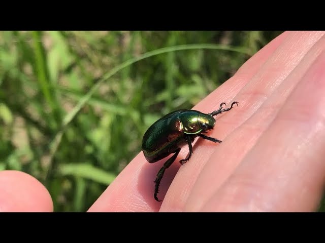 もふもふ可愛いコガネムシ Youtube もふもふ可愛いコガネムシ Youtube