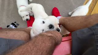 White labrador puppies