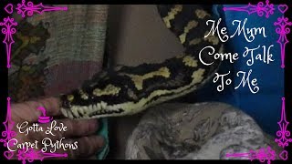 Which Python Will It Be Lily Or Tessa?