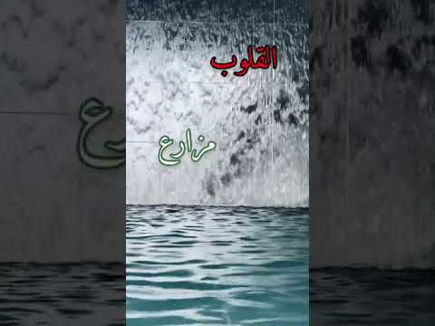 جبر الخواطر فن لا يتقنه إلا أصحاب القلوب الطيبة