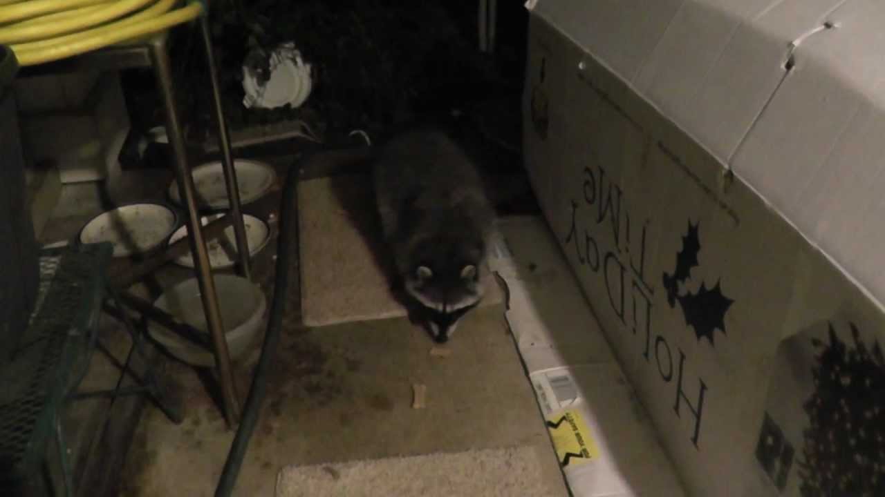 HD Friendly wild raccoon nature 01 05 2013