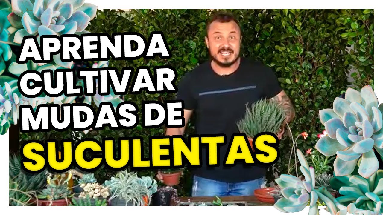 Como fazer MUDA de SUCULENTAS