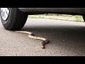 Car  vs Snake - Crushing Crunchy &amp; Soft Things by Car!