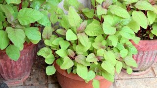 Some Of My Favourite Plants - My Balcony Garden - Nisa Homey