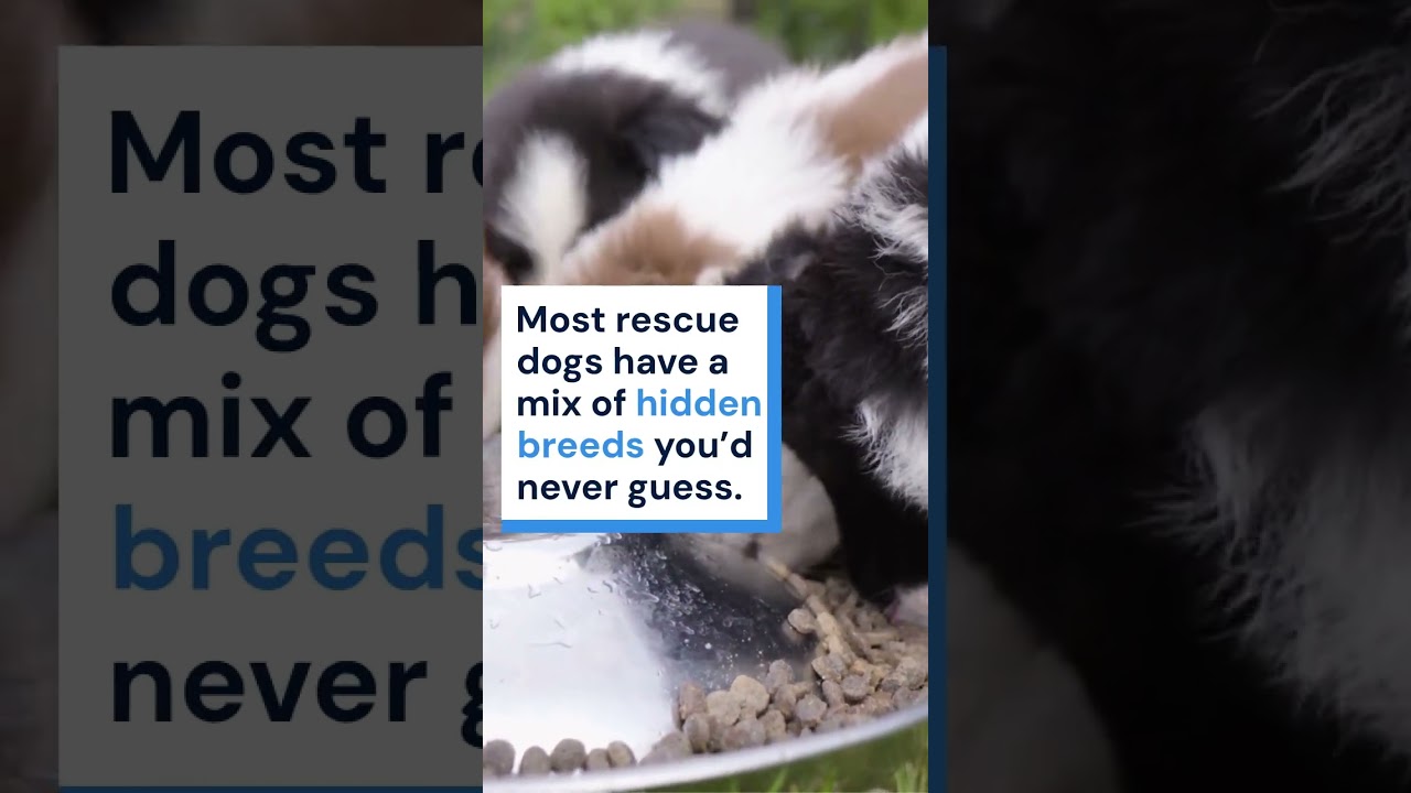 I Tried a DNA Test on My Rescue Dog — Results Shocked Me 