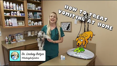 How To Treat Vomiting at Home? | Vomiting dog? - DayDayNews