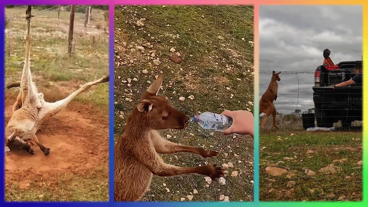 Animals That Asked People for Help & Kindness - YouTube