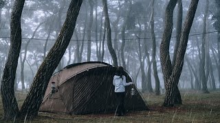 Solo Camping in the rain | in the misty pine forest, good rest without thinking | rain sound asmr