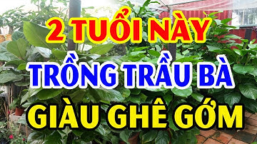 CÂY TRẦU BÀ Sẽ GÁNH TÀI LỘC VỀ NHÀ, Tiền Vàng Kéo Vào Ầm Ầm Nếu Rơi Vào Tay 2 Con Giáp Này
