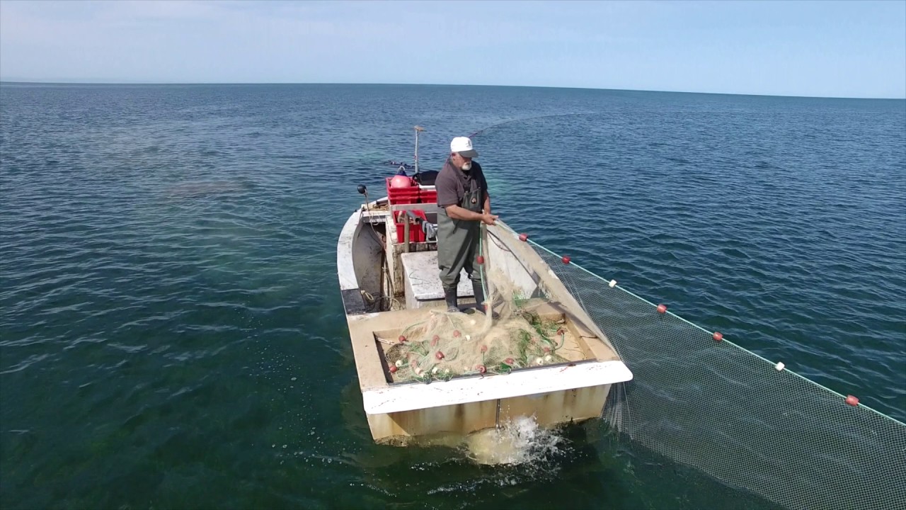 The Fish Factory - Commercial Net Fishing 