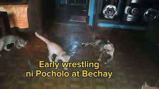 Early Wrestling ni Pocholo at Bechay | Cute Cats Compilation | Cute Kittens Compilation