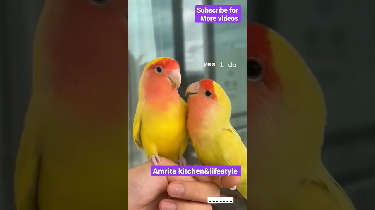 cute lovebird life/ cute couple lovebird 😘