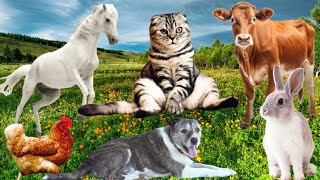 Cute little Animals Sounds: Horse,Cow,Cat,Dog, Chicken for Animal Moments by Animal Moments  4,659 views 3 months ago 6 minutes, 12 seconds