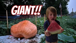 Thursday Garden Update Watermelon Taste Test!!