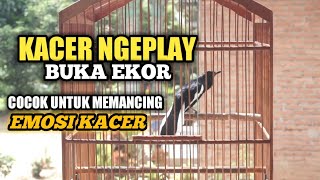 PANCINGAN UNTUK MENAIKAN EMOSI KACER